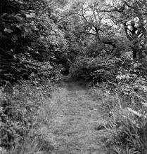 Portreath Tramroad. Looking east, towards Bridge. May 1954 (9)