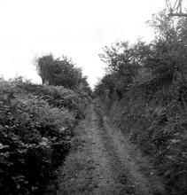 Portreath Tramroad. Chygarder. Cutting west of Cambrose Farm.  May 1954 (11)